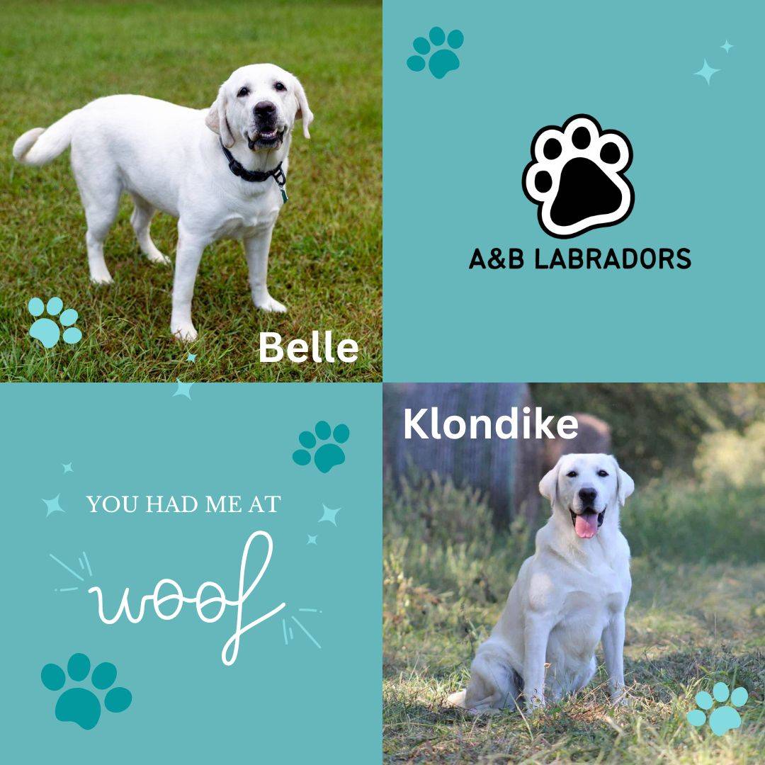 A&B Labradors - Belle & Klondike Litter Announcement