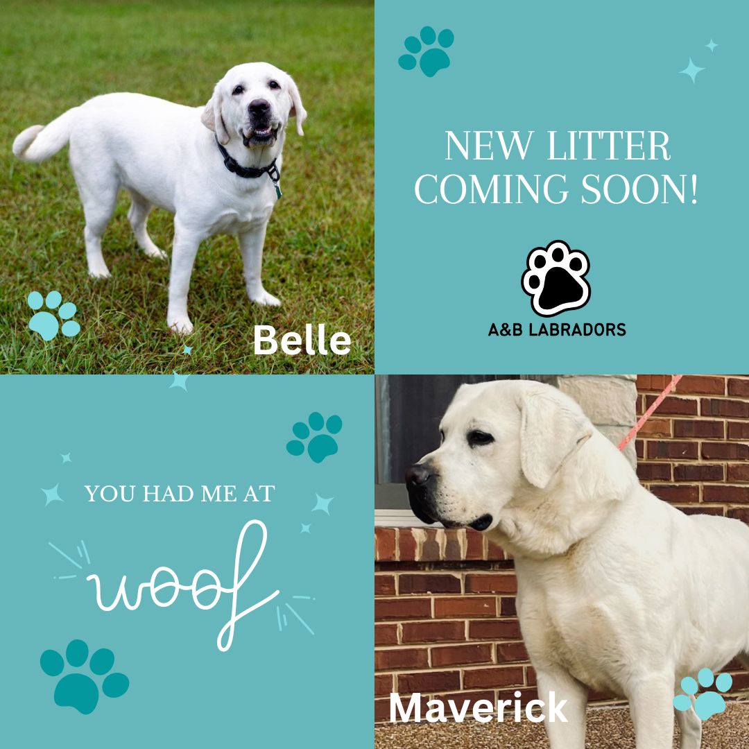 A&B Labradors - Belle & Maverick - New Litter Coming Soon