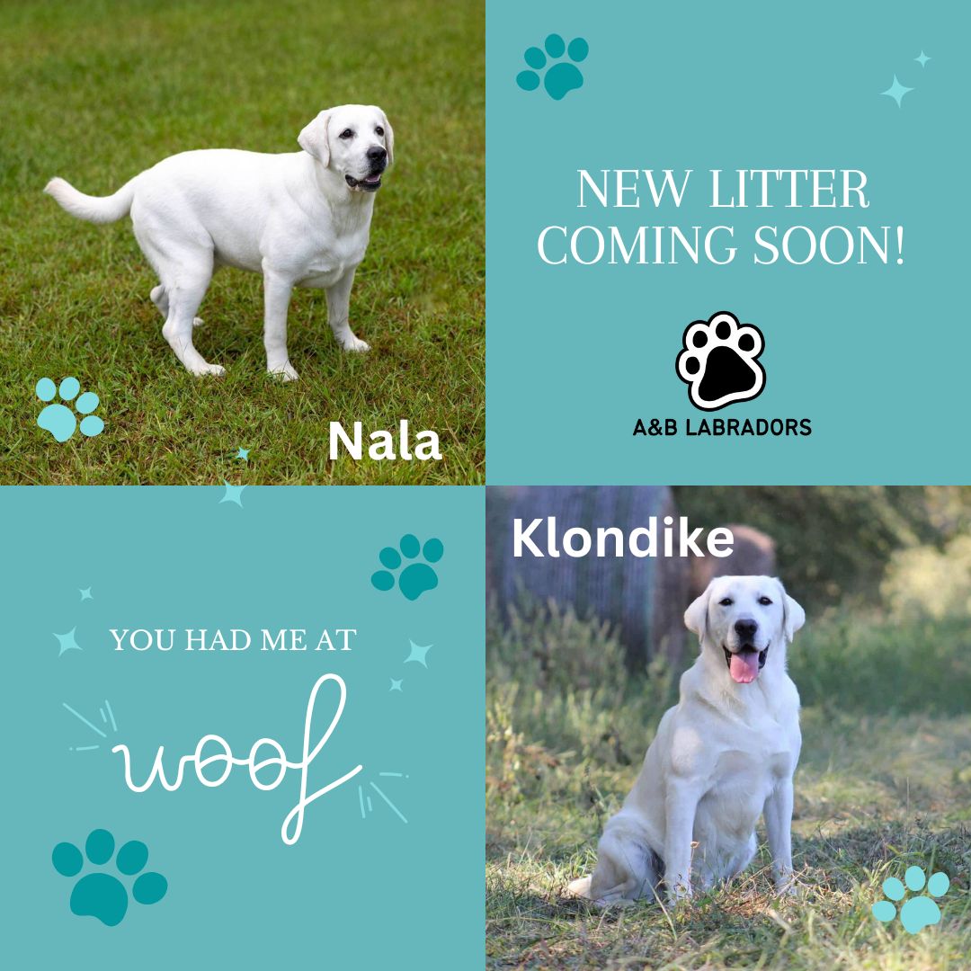 A&B Labradors - New Litter Coming Soon - Nala & Klondike