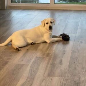 White long hotsell haired lab