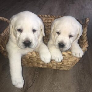 A&B Labradors - White Labradors - White Lab Puppies_8