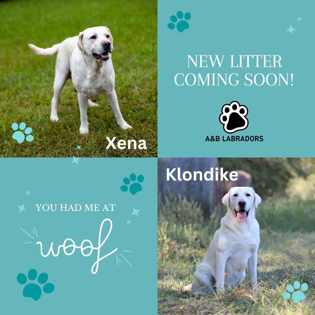 A&B Labradors - Xena & Klondike New Litter Coming August 2024