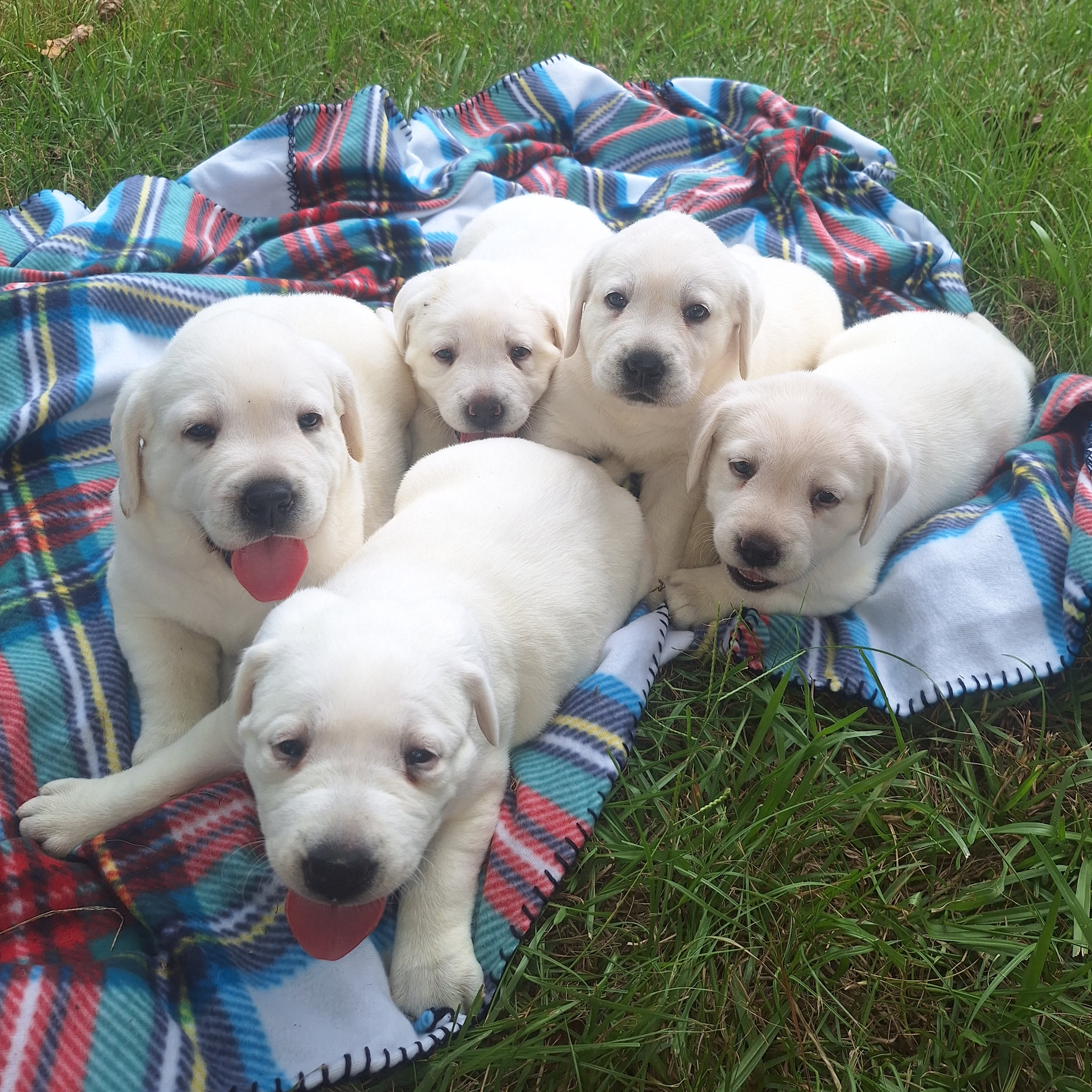 Belle & Nash Litter 7-4-15_SQ