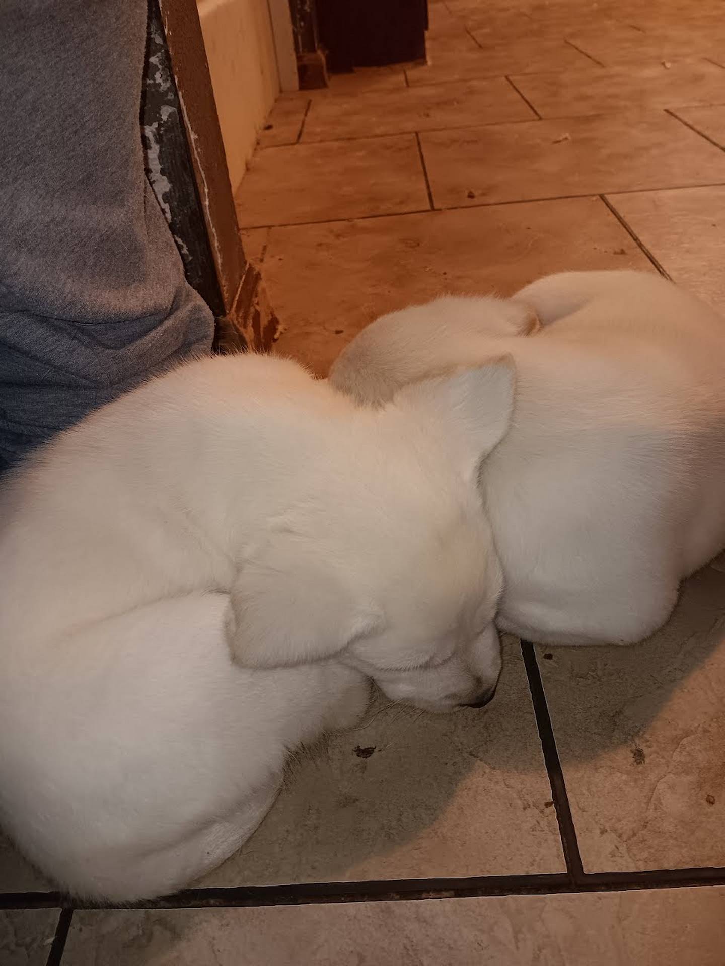 English White Labrador Retrievers - White Lab Puppies - English White Lab Puppies - Peachs - Theodore - AB Labradors Dec 2023_3
