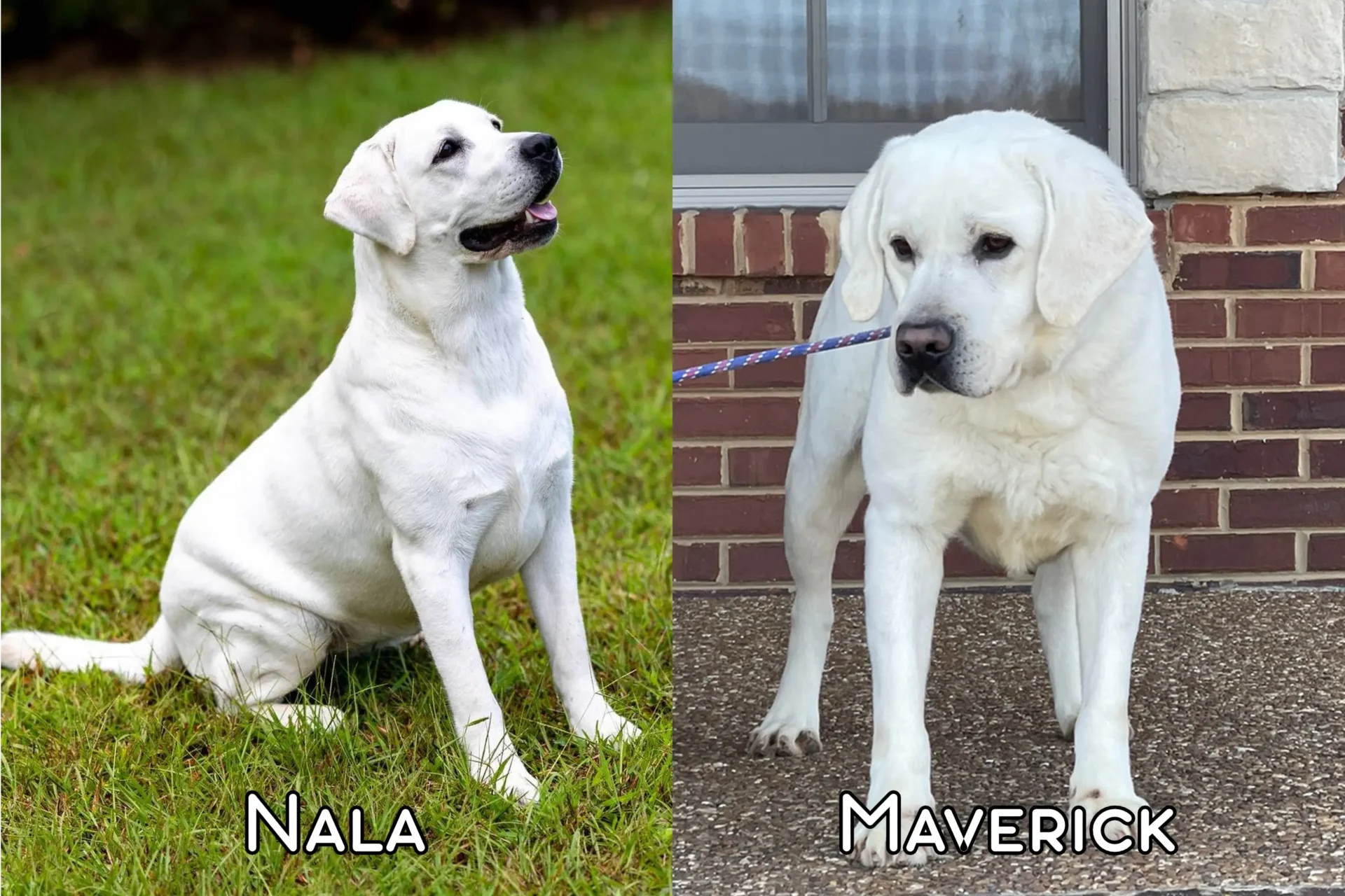 Nala & Maverick - March 22 2026 Litter