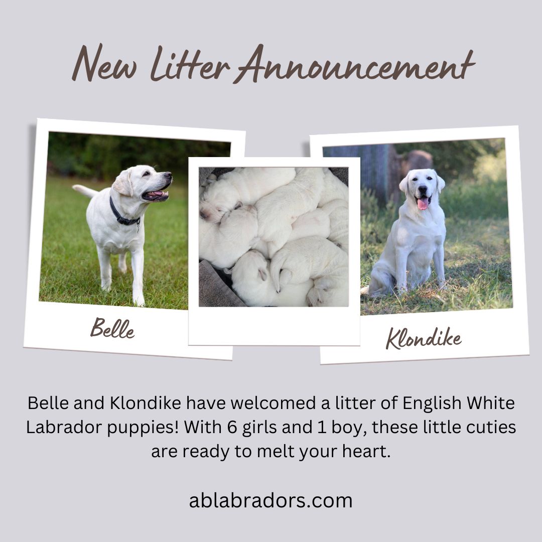 New Litter Announcement - Belle & Klondike - Apr 2024 - 3 Polaroids Style