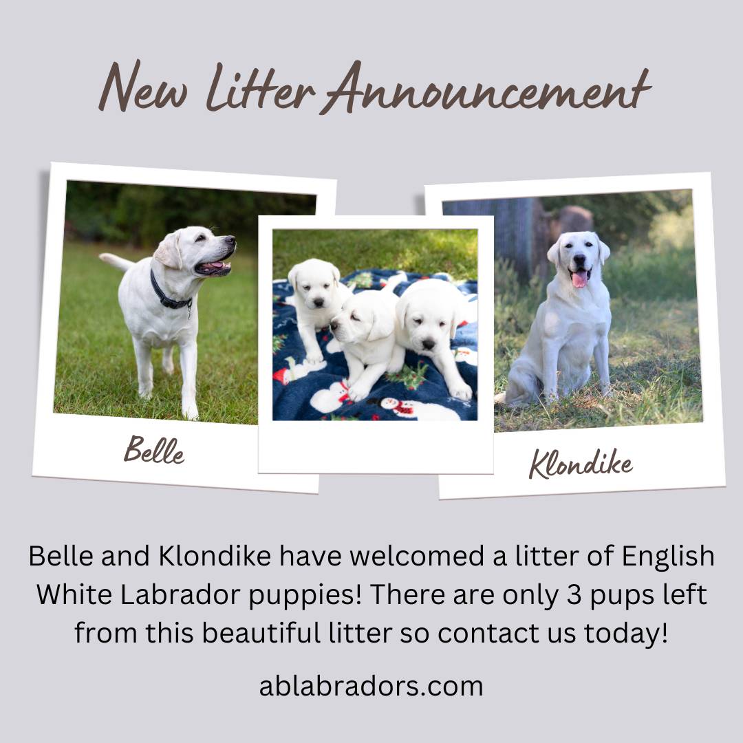 New Litter Announcement - Belle & Klondike - Apr 2024