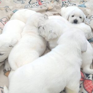Puppies - Belle & Klondike - English White Labs - April 2024 Litter