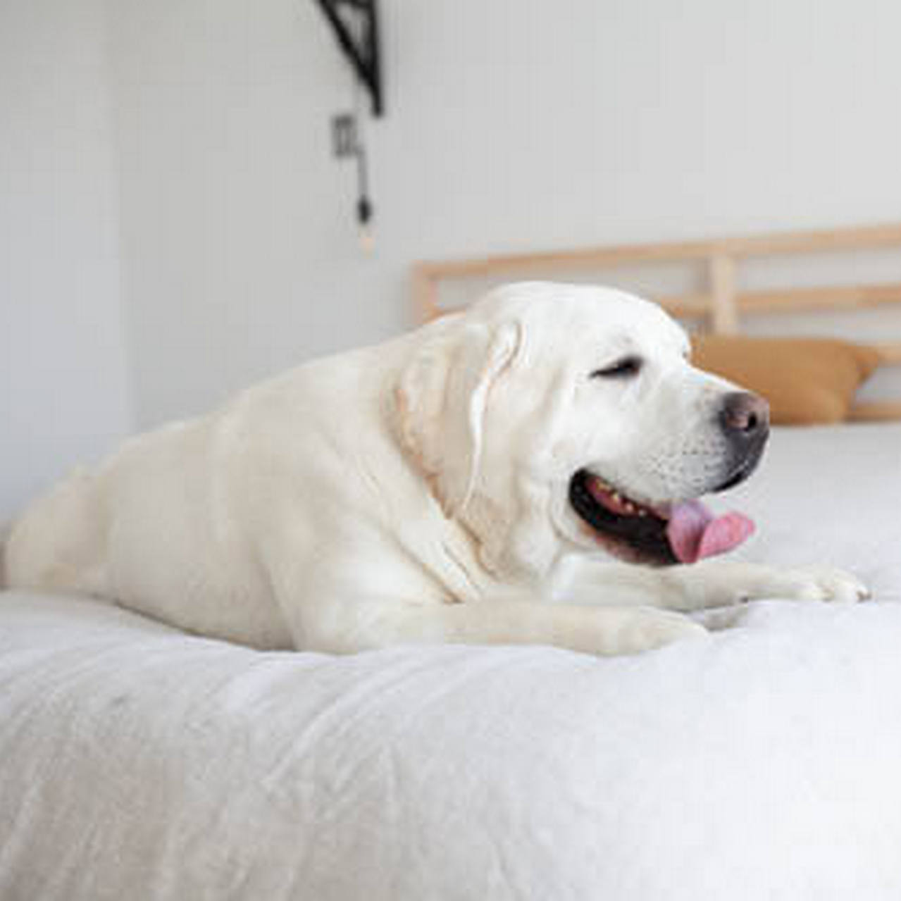 White store velvet labradors