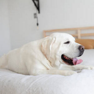 Theodore - Sire - Male - Dad - White English Labrador - A&B Labradors_43edit