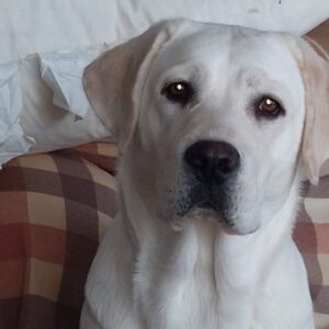 Xena - Dam - Female - Mom - White English Labradors - A&B Labradors_43crop