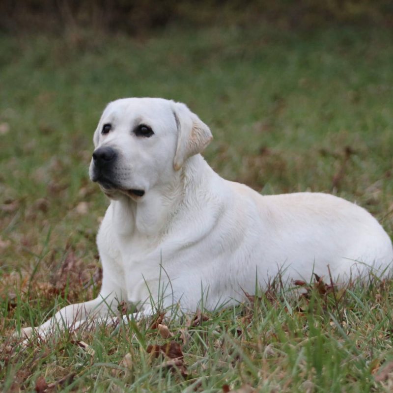 Bear - Sire - Male - Dad - White English Labrador - A&B Labradors_43edit